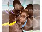 Labrador Retriever PUPPY FOR SALE ADN-786872 - Chocolate Lab Puppies