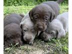 Labrador Retriever PUPPY FOR SALE ADN-786873 - AKC Registered Lab Pups