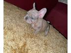 French Bulldog PUPPY FOR SALE ADN-786874 - Lilac Merle Female