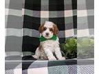 Cavapoo PUPPY FOR SALE ADN-786876 - Toy Size F1b Cavapoo Puppy