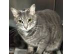 Adopt Nellie a Domestic Short Hair