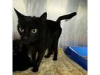 Adopt Dolce a Domestic Short Hair