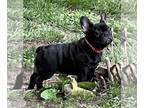 French Bulldog PUPPY FOR SALE ADN-786882 - Coco AKC Frenchie female