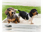 Dachshund PUPPY FOR SALE ADN-786885 - Miniature Dachshund puppies for sale