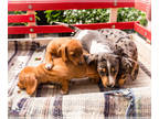Dachshund PUPPY FOR SALE ADN-786886 - Miniature Dachshund puppies for sale