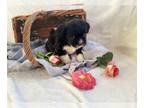 ShihPoo PUPPY FOR SALE ADN-786891 - Sweet puppy