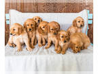 Golden Retriever PUPPY FOR SALE ADN-786894 - AKC Golden Retriever puppies for