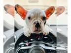 French Bulldog PUPPY FOR SALE ADN-786908 - MERLE PIE LILAC FRENCH BULLDOG BOY