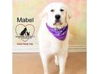 Adopt Mabel a Great Pyrenees