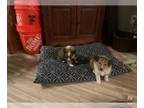 Shetland Sheepdog PUPPY FOR SALE ADN-786919 - Puppies