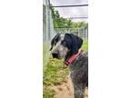 Adopt Jane a Bluetick Coonhound