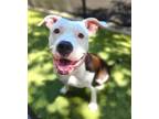 Adopt PIROUETTE a Pit Bull Terrier, Mixed Breed