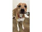 Adopt Laila a Pit Bull Terrier