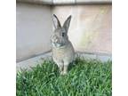 Adopt Latte - Chino Hills Location *Bonded to Caramel* a American