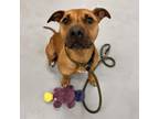 Adopt Samara a Pit Bull Terrier