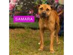 Adopt Samara a Pit Bull Terrier