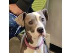 Adopt Cami a Pit Bull Terrier