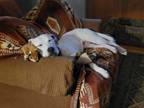 Adopt Dottie a Dogo Argentino, Labrador Retriever
