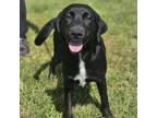 Adopt Amla a Labrador Retriever, Mixed Breed