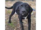 Adopt Amla a Labrador Retriever, Mixed Breed