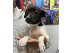 Adopt TESSIE a Mixed Breed, Jack Russell Terrier