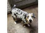 Adopt Poppy a Australian Shepherd