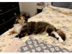 Adopt Patchy RC a Domestic Long Hair