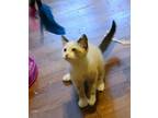 Adopt Remy a Snowshoe, Domestic Short Hair