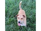 Adopt FRENCHIE FRY a Rough Collie, Yellow Labrador Retriever