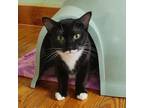 Adopt Kinsley - Care for Life a Domestic Short Hair