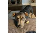 Adopt Zoe II (New Digs) a Pit Bull Terrier