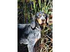 Adopt Magnolia a Bluetick Coonhound, Mixed Breed
