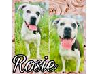 Adopt Rosie a Cane Corso