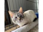 Adopt Prudence a Siamese, Domestic Short Hair