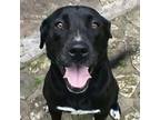 Adopt Jean TW a Black Labrador Retriever