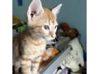 Adopt Miss Scarlett a Domestic Short Hair