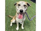 Adopt Puddles a Shepherd, Husky