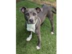 Adopt Diamond 451-24 a Pit Bull Terrier, Mixed Breed