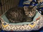 Adopt Angelica a Domestic Short Hair