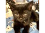 Adopt Christopher a Domestic Short Hair