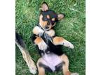 Adopt Chayote a Australian Cattle Dog / Blue Heeler