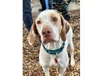 Adopt Petunia a English Pointer