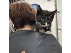 Adopt Mirage a Domestic Short Hair