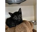 Adopt Firefly a Domestic Short Hair