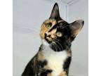 Adopt Veta a Domestic Short Hair