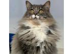 Adopt Beatrice a Domestic Long Hair