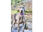 Adopt Lucy a Great Dane