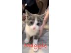 Adopt Maggie Kitten a Domestic Short Hair