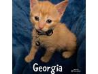 Adopt Georgia Kitten a Domestic Short Hair