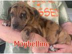 Adopt Maybelline - makeup litter a Catahoula Leopard Dog, Labrador Retriever